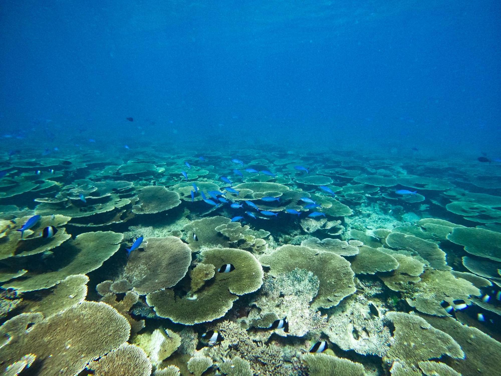 Manta Sea View Himandhoo Hotel ภายนอก รูปภาพ